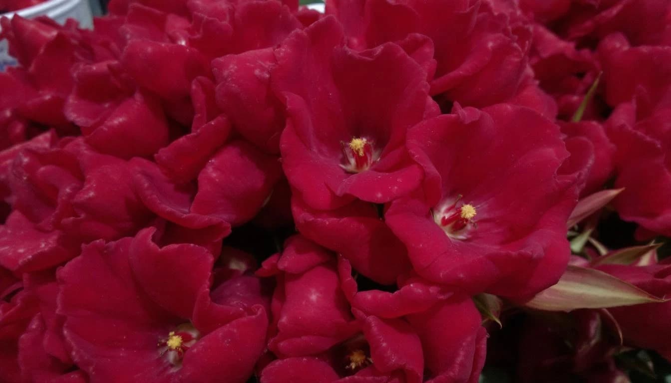 Trail landscape for West Texas Ultra